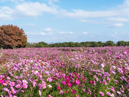 九州・沖縄地方の「ゴールデンウイークに行きたい花畑」ランキング！ 2位「海の中道海浜公園」を抑えた1位は？【2026年調査】