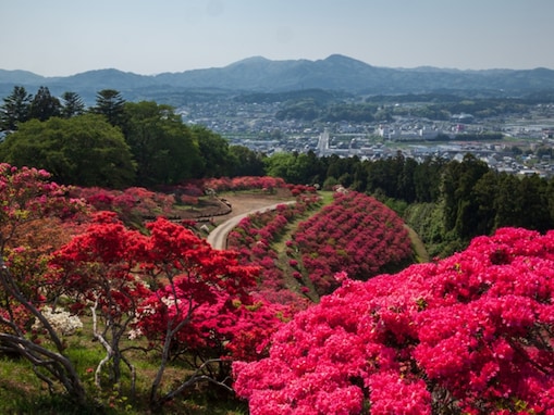 【茨城県】絶景つつじ、ボタン桜、日本三名園。季節の花を楽しめる公園3選