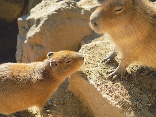 【千葉県】入園無料！ 動物ふれあい、白い砂浜での海辺散歩…休日に行きたい千葉北・中央エリアの公園4選