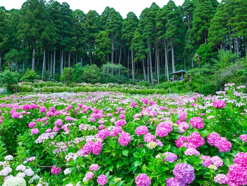 【千葉県】参拝無料も！ 梅雨に行きたいあじさい名所3選。あじさい寺・1万株の農園・7000株の古刹も