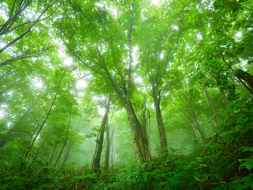梅雨に行きたいと思う「秋田県の旅行先」ランキング！ 2位「白神山地」を抑えた1位は？【2026年調査】