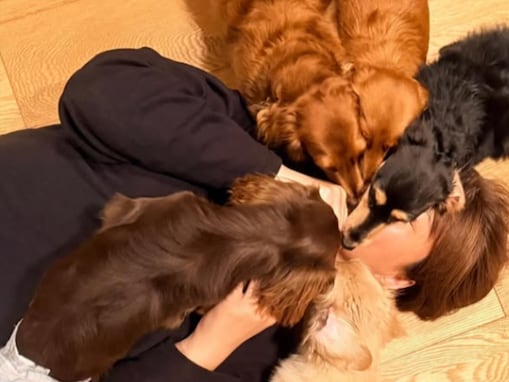 「きぃちゃんの顔が」氷川きよし、愛犬5匹に“埋もれる”幸せショット公開「最高の癒しの時間ですね」