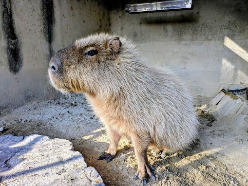 【愛知県】3スポットすべて入場無料！ カピバラのいる動物園に牧場…1日中楽しめる無料スポット3選