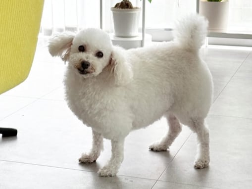 「本当に羊みたいになった」鈴木奈々、愛犬のトリミング後に「かわいいすぎる」「羊のショーンに似てます」の声