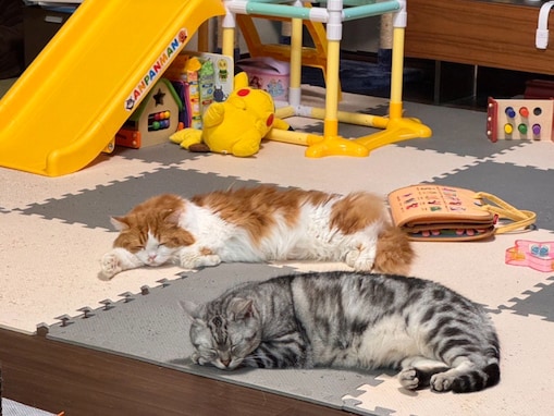 「生活感溢れてる」峯岸みなみ、自宅大公開!? 「美しくない部屋は見ないでー！」「ちょー親近感！」