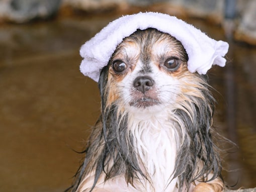 男女別の源泉掛け流し石組み露天風呂に、愛犬・愛猫と入れるペット専用貸切風呂。岡山県の人気日帰り温泉「下湯原温泉 ひまわり館」の魅力とは