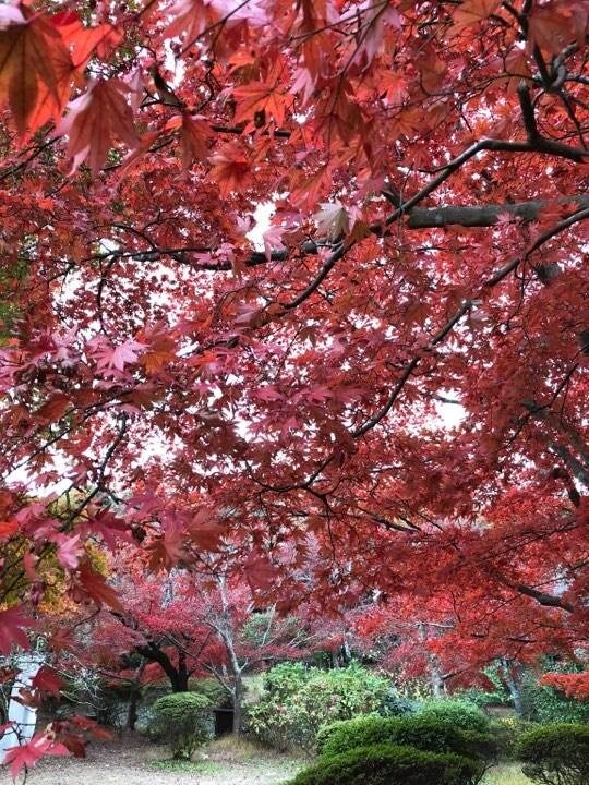 源氏山の紅葉は、やや盛りを過ぎた色合いに