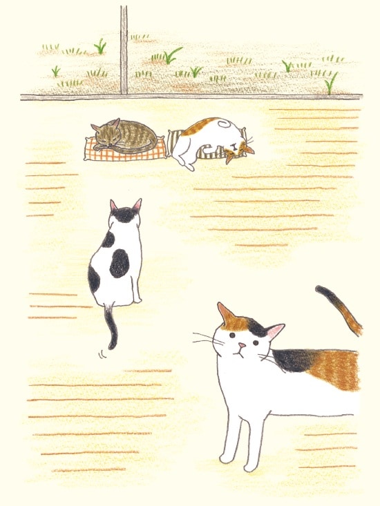 画像出典：『猫のいる家に帰りたい』（仁尾智・著、小泉さよ・イラスト／辰巳出版）
