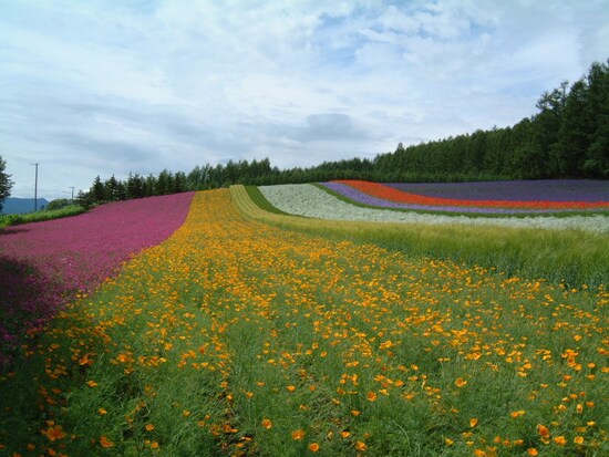 ファーム富田（1）／彩りの畑