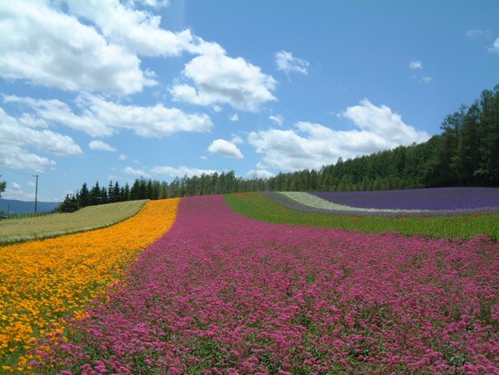 ファーム富田（2）／彩りの畑