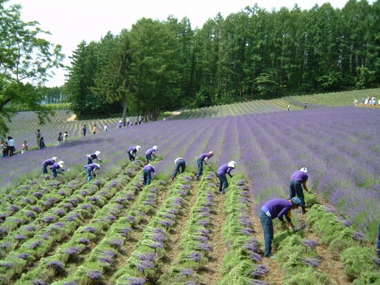 ファーム富田（6）／ラベンダーの収穫作業