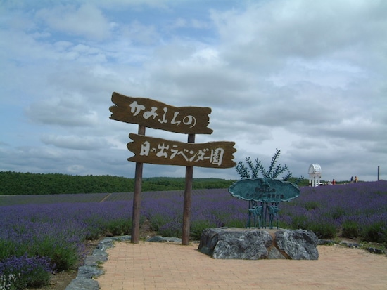 日の出ラベンダー園（1）