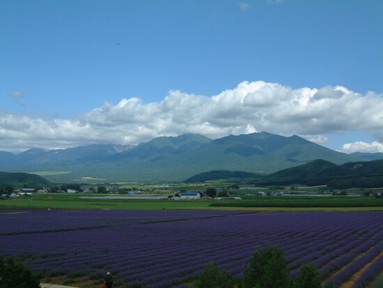 ファーム富田・ラベンダーイースト（1）