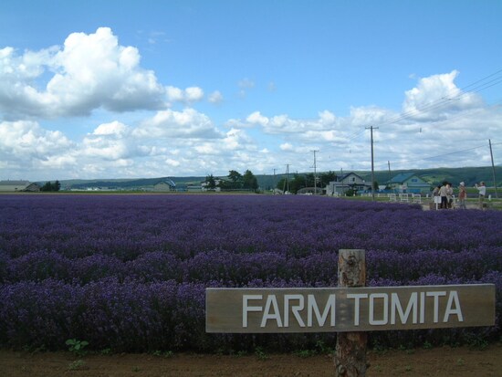 ファーム富田・ラベンダーイースト（2）