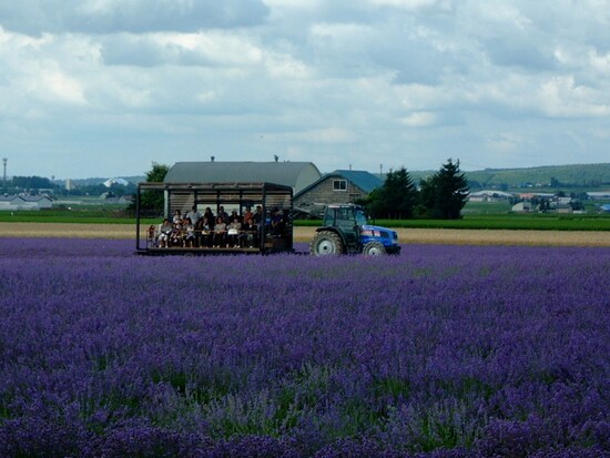 ファーム富田・ラベンダーイースト（3）／ラベンダーバス