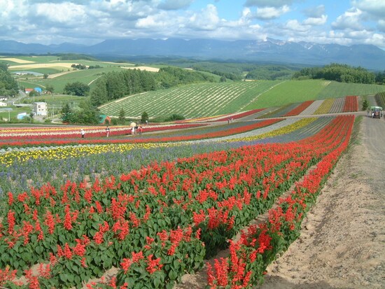 四季彩の丘（2）