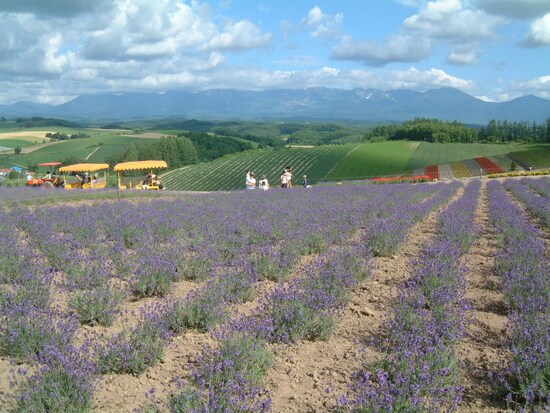 四季彩の丘（3）