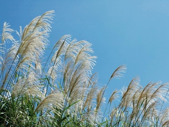 「暑さ寒さも彼岸まで」と申しますが…… よく見聞きする慣用句の意味や使い方を知っておきましょう