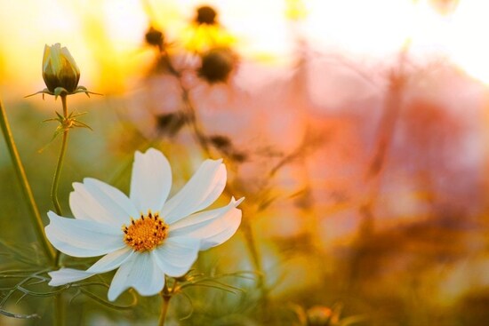 秋彼岸を過ぎると太陽の出番が短くなり、暑さも和らぎます