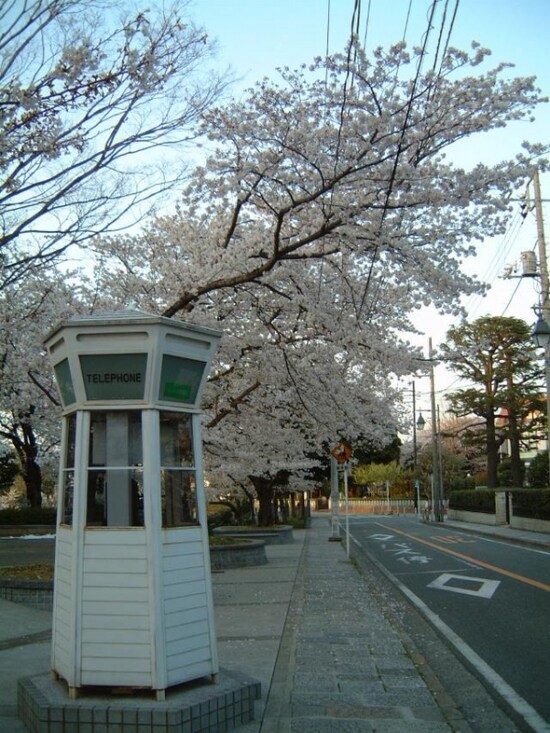 元町公園の桜