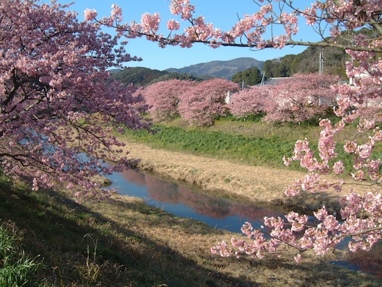 みなみの桜と菜の花まつり（4）／みなみの桜