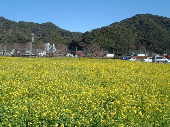 みなみの桜と菜の花まつり（9）／菜の花畑
