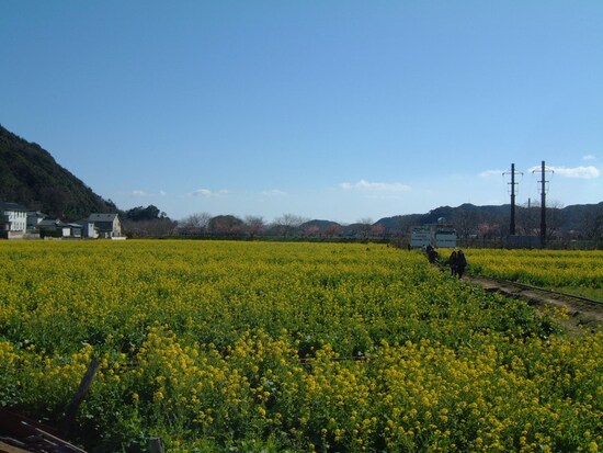 みなみの桜と菜の花まつり（10）／菜の花畑