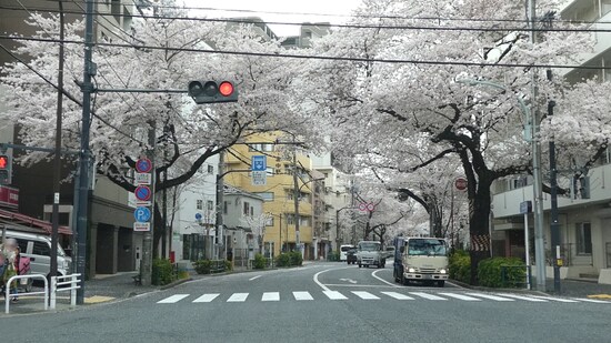 中野通りの桜のトンネル（1）