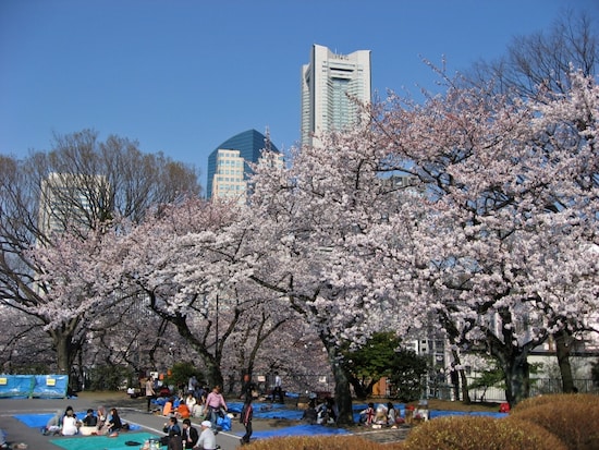 横浜ランドマークタワーとサクラのコラボが見られる、掃部山公園（2014年4月1日撮影）