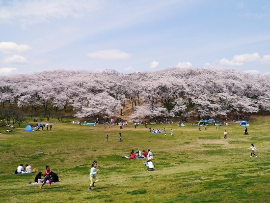 広い芝生でブルーシートを敷いてお花見が楽しめる、根岸森林公園（2014年4月2日撮影）