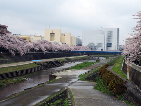 JR戸塚駅～大船駅の柏尾川沿いに続く、柏尾川プロムナード（2013年3月27日撮影）