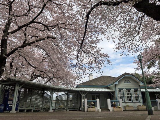 横浜ガイドのお気に入り、山手公園のサクラ。クラブハウスを覆うように見える枝ぶりが見事（2017年4月7日撮影）