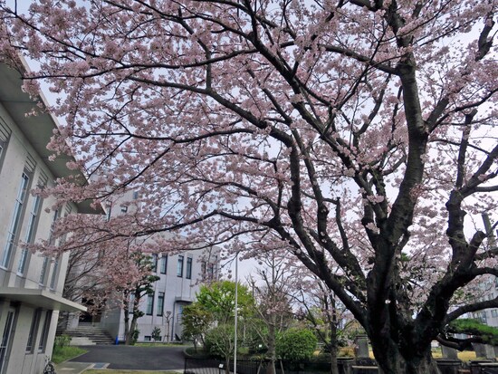 2014年からは標本木は横浜地方気象台の敷地内にある若いサクラに交代（2017年4月7日撮影）