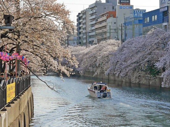 約500本の桜並木が続く、大岡川プロムナード（2018年3月30日撮影）
