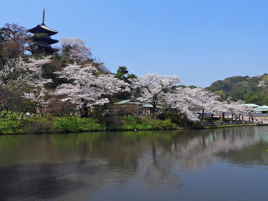 ソメイヨシノを中心にさまざまな花が楽しめる、春の三溪園（2018年3月28日撮影）