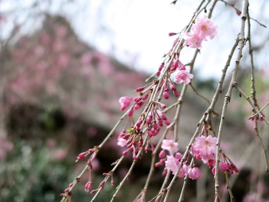 三溪園ではさまざまな品種の桜が楽しめます（2017年4月10日撮影）