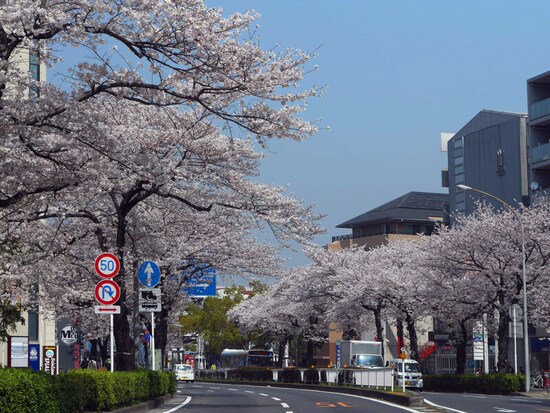 車窓からお花見が楽しめる、本牧通り（2018年3月28日撮影）