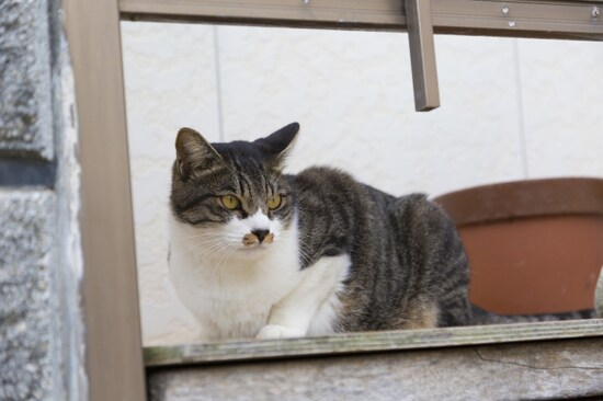 キジシロ（キジ柄を持ちながら、手足、お腹が白い猫）