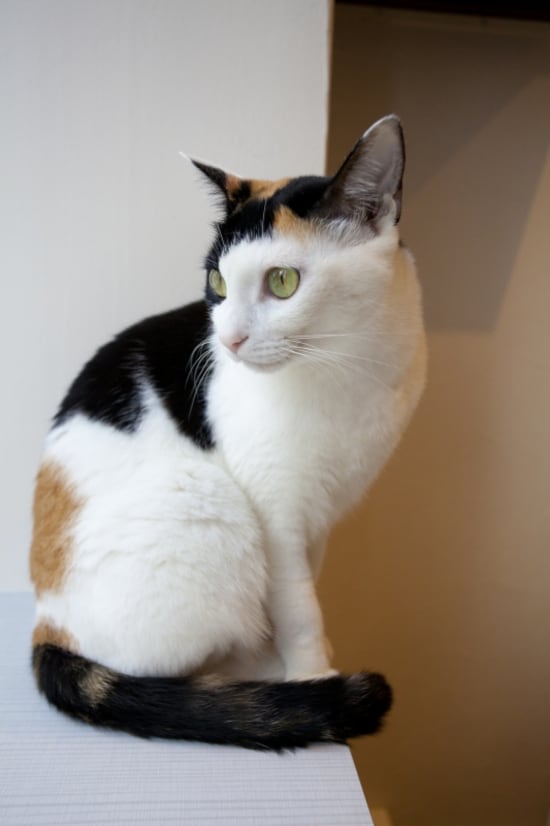 三毛猫（三色の毛をもつ日本猫）