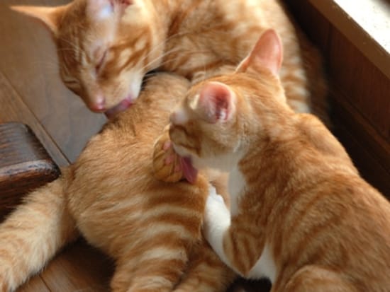 お兄ちゃんの何が好きなのかな？ニオイかな？