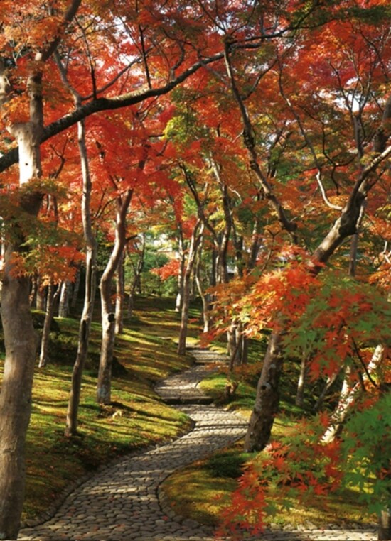 紅葉の苔庭