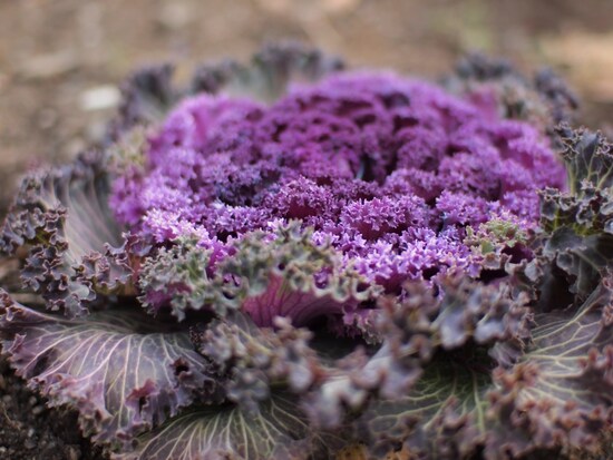 フォーサーズ用シグマ製30mm/F1.4で撮影した葉牡丹。これだけ小型でも背景ボケは充分（画像クリックで実写画像表示）