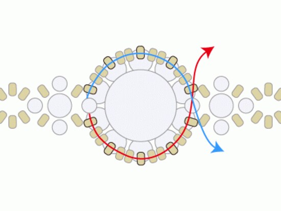 パールリング