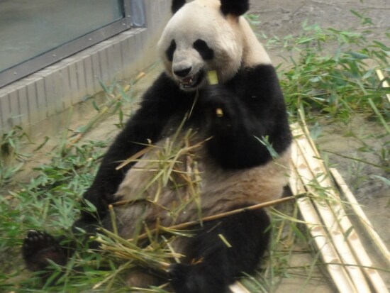 食欲旺盛のシンシン