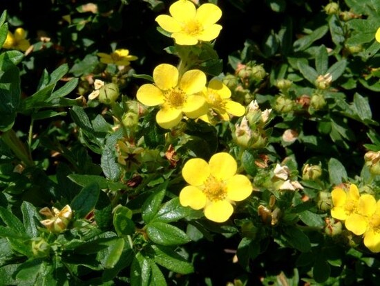 アルプの里で見かけたミヤマキンバイ