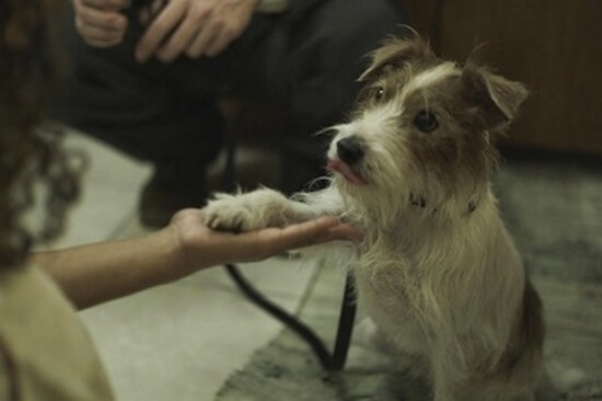 人生はビギナーズ