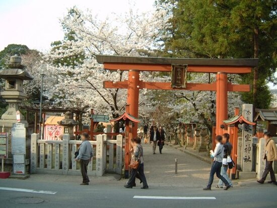氷室神社の桜（2）