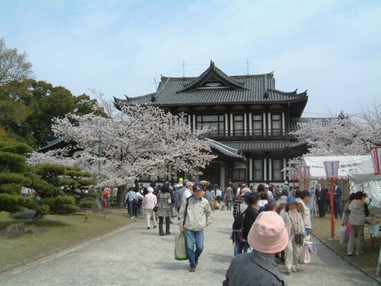 郡山城跡の桜（3）／大和郡山市市民会館