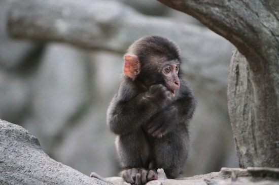 画像 2 2 可愛いお猿さんに会える高崎山自然動物園 大分 大分の観光 旅行 All About