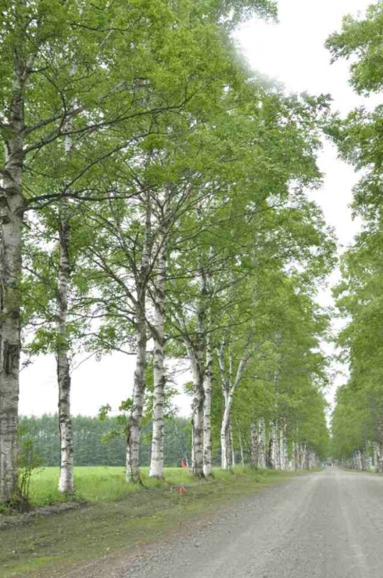 画像 十勝のフォトスポット 十勝牧場の白樺並木 北海道の観光 旅行 All About 画像 十勝のフォトスポット 十勝牧場の白樺並木 北海道の観光 旅行 All About